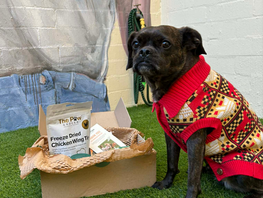 Natural Supplements for Dogs — Omega-3, Probiotics, and Joint Support