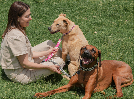 How to Choose the Right Flea Treatment for Your Dog or Cat in Australia