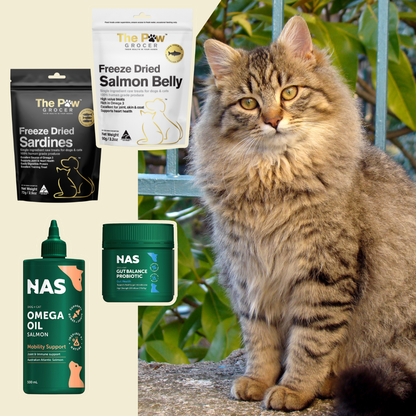 Independent Type - Adult Cat
